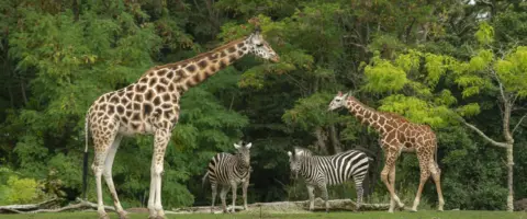 Alumno aprende cuidado animal en zoologico. Titulación para empleo.