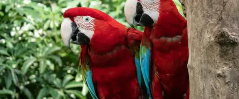 Formación zoológica: ¡Conviértete en experto en animales exóticos y emprende una carrera profesional!