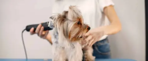 Peluquero canino aprendiendo, mejora tu empleo en bienestar animal.