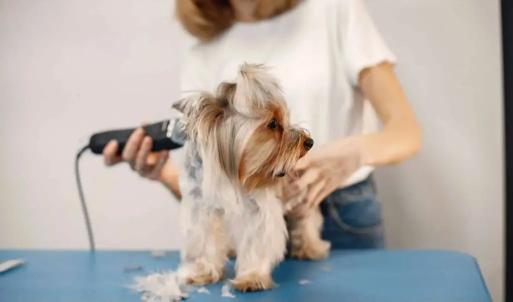 Curso de Peluquería Canina y felina