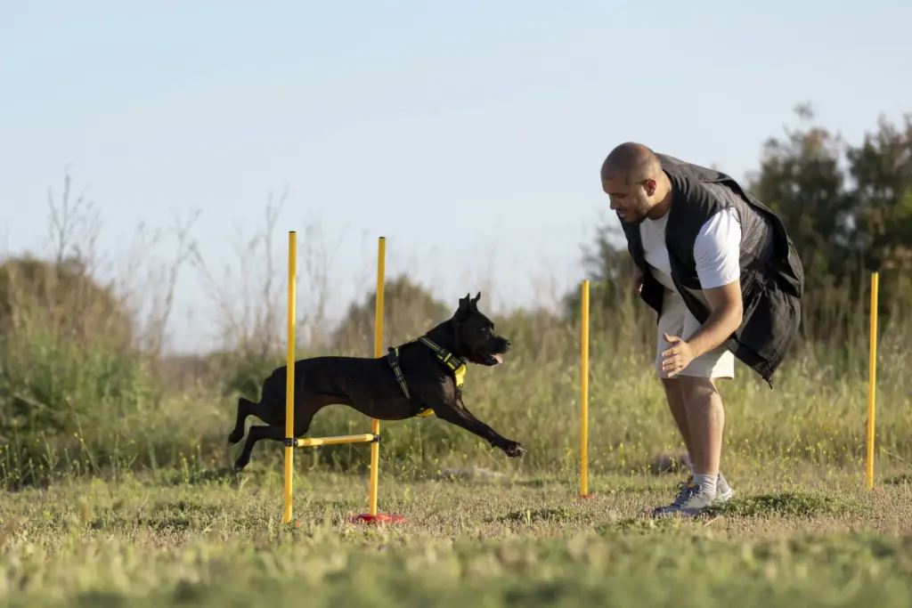 Curso de Adiestramiento Canino