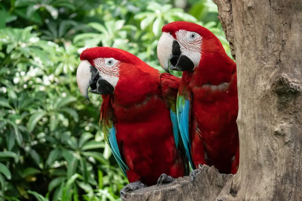 Curso de Técnico en Animales Exóticos